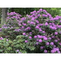 Oil Painting01 Oil Painting01